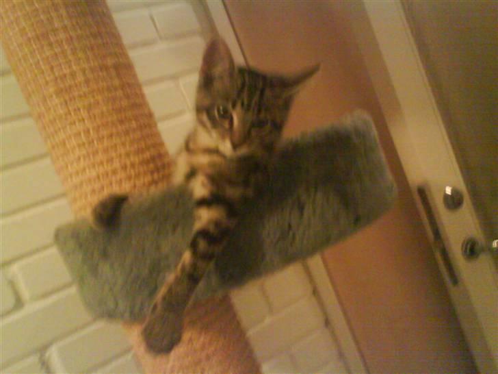 Huskat Misser *GIVET VÆK:(* billede 8