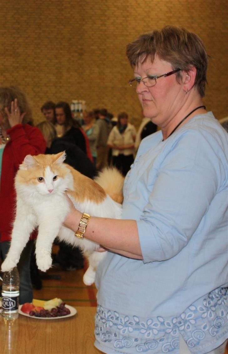 Norsk Skovkat Høgerstedets Gucci billede 9