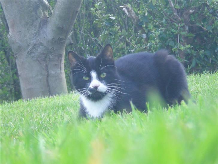 Huskat Annabel billede 14