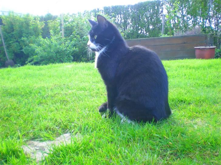 Huskat Annabel billede 15