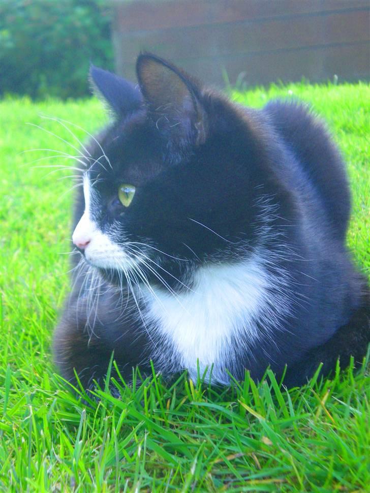 Huskat Annabel billede 16