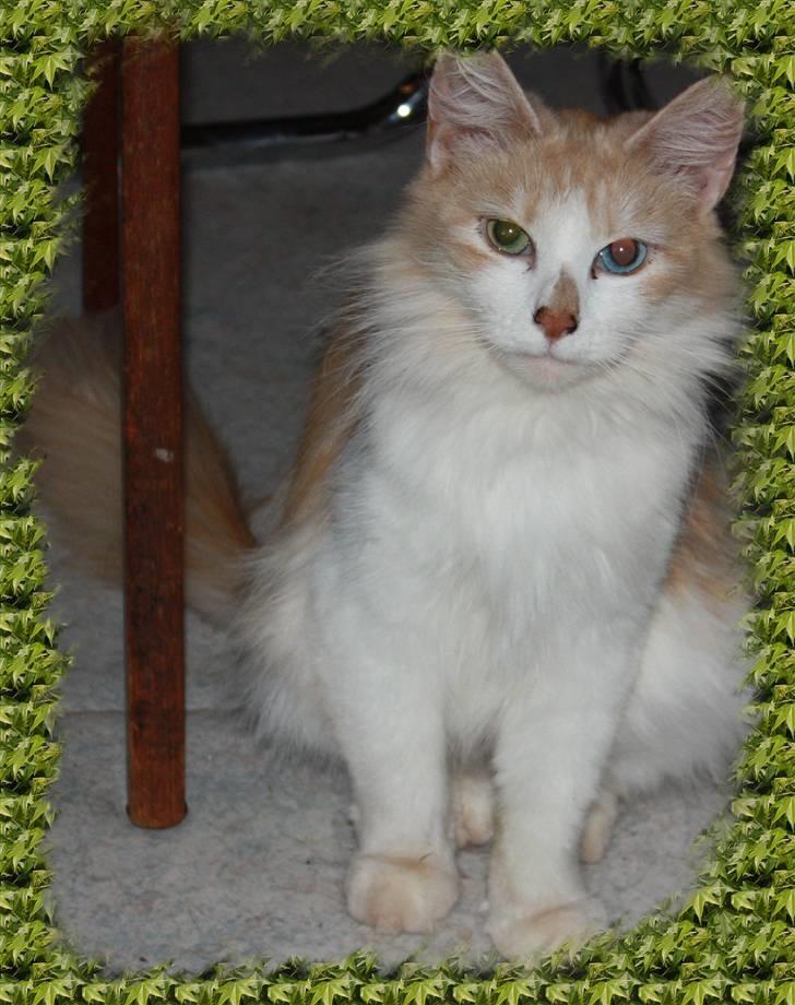 Norsk Skovkat cormats pipi billede 9