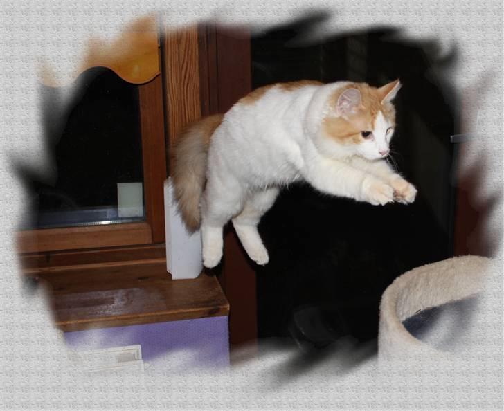 Norsk Skovkat Høgerstedets Gucci billede 10