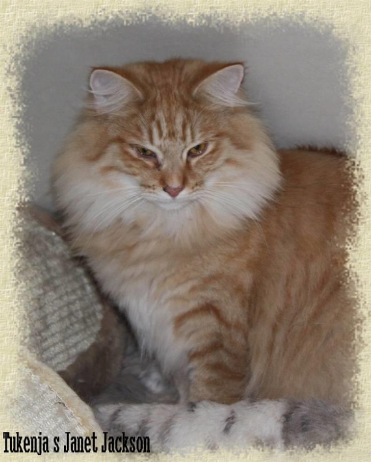 Norsk Skovkat Tukenja s Jannet jackson billede 6