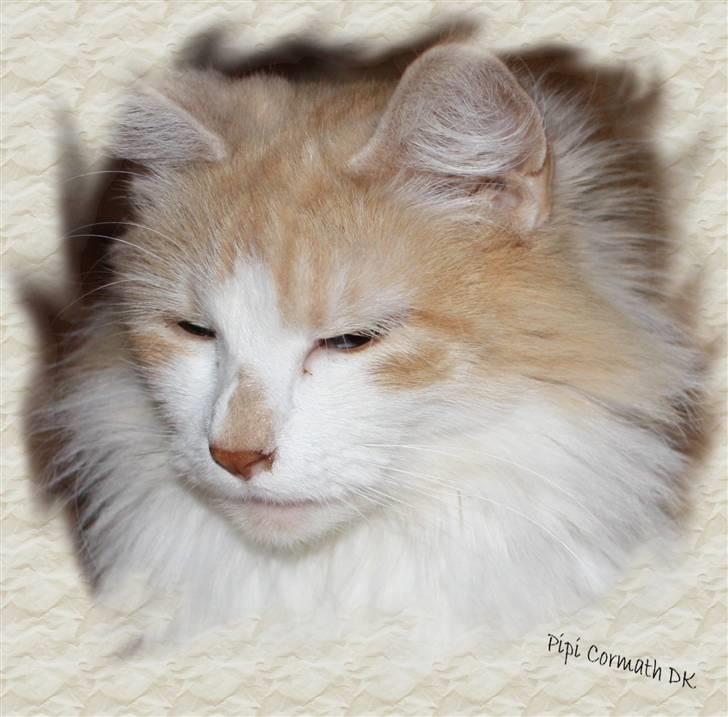 Norsk Skovkat cormats pipi billede 10