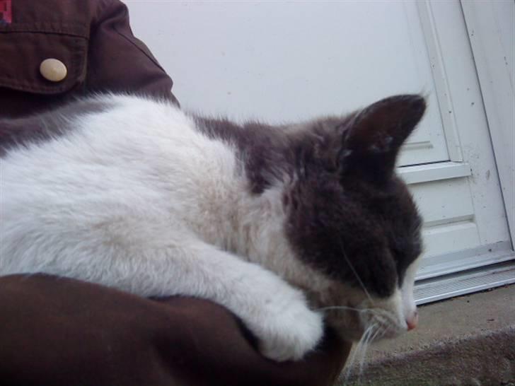 Blanding af racer Plet Savnet billede 9