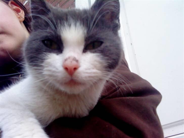 Blanding af racer Plet Savnet billede 10