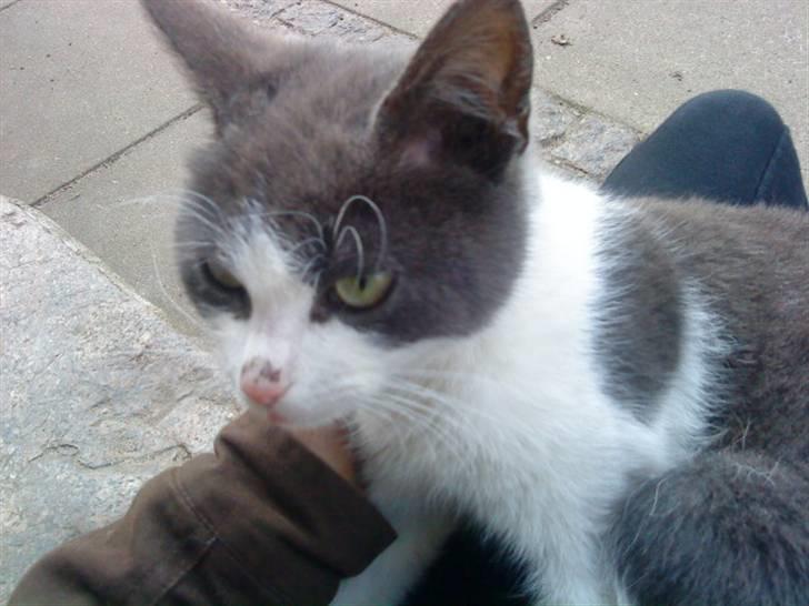 Blanding af racer Plet Savnet billede 11