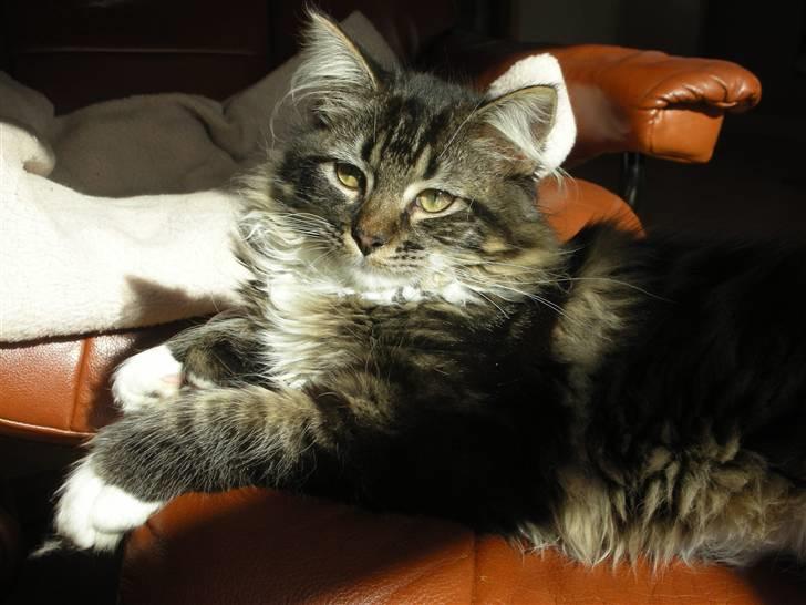 Maine Coon Wallace P billede 8