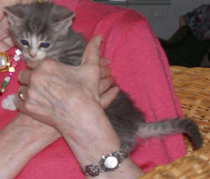 Blanding af racer Mispige billede 1