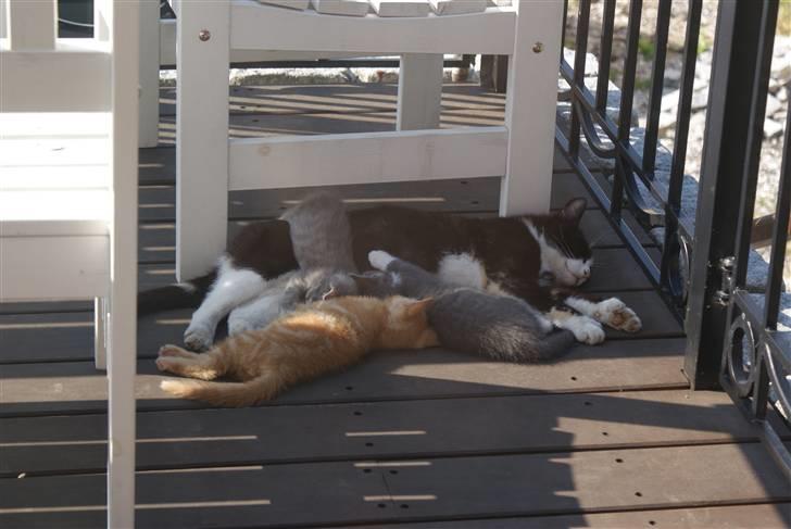 Blanding af racer Mispige - Mispige er hende der ligger oven på Stoffer. billede 2