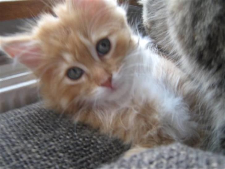 Maine Coon Mogens billede 1