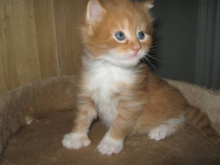 Maine Coon Mogens billede 2