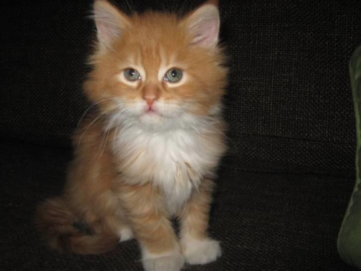 Maine Coon Mogens billede 3