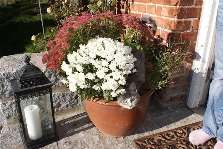 Blanding af racer Mispige billede 3