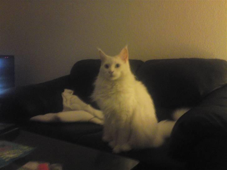 Maine Coon Sambuca - Jeg Bestemmer her... billede 1