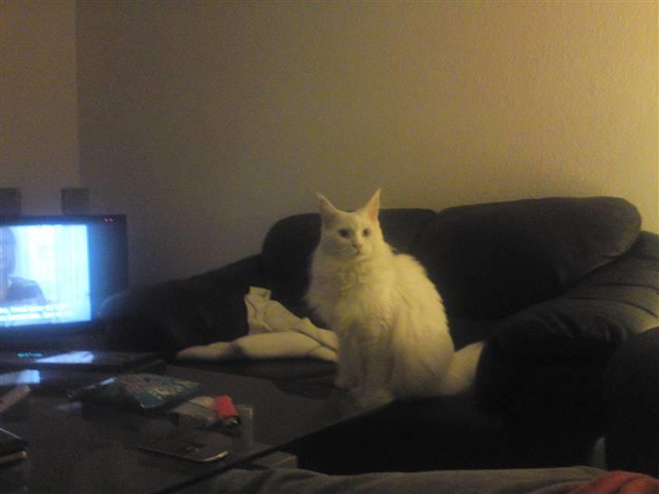 Maine Coon Sambuca billede 2