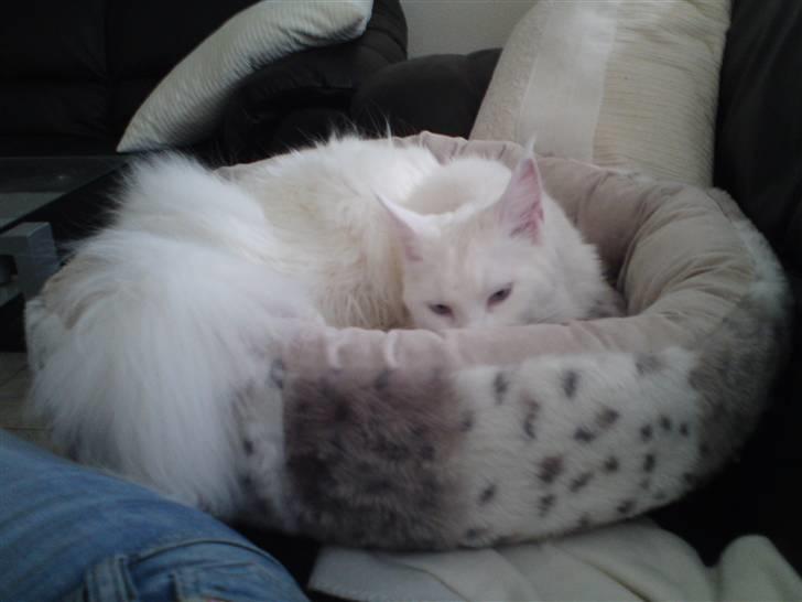 Maine Coon Sambuca billede 3