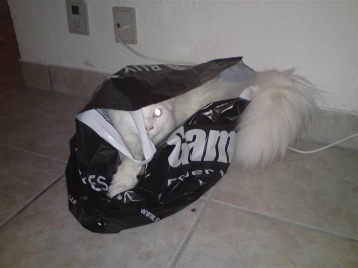 Maine Coon Sambuca - Elsker at kravle i alle mulige ting <3 billede 4