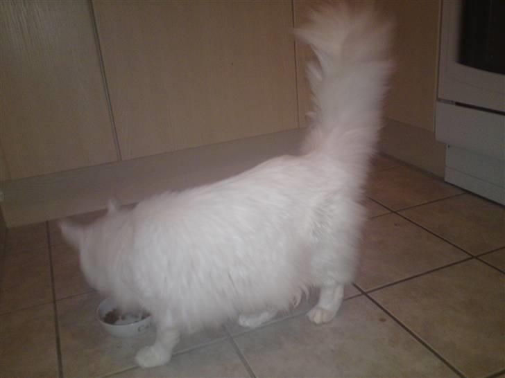 Maine Coon Sambuca billede 5