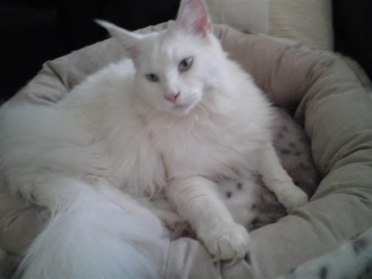 Maine Coon Sambuca - Se min flotte seng <3 Men sover hos mor billede 6