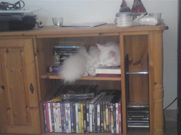 Maine Coon Sambuca - Så ligger jeg mig ind og skubber tingene ned så jeg kan sove her <3 billede 7