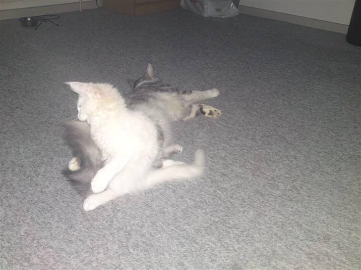 Maine Coon Sambuca - Sambuca der driller wolle. billede 8