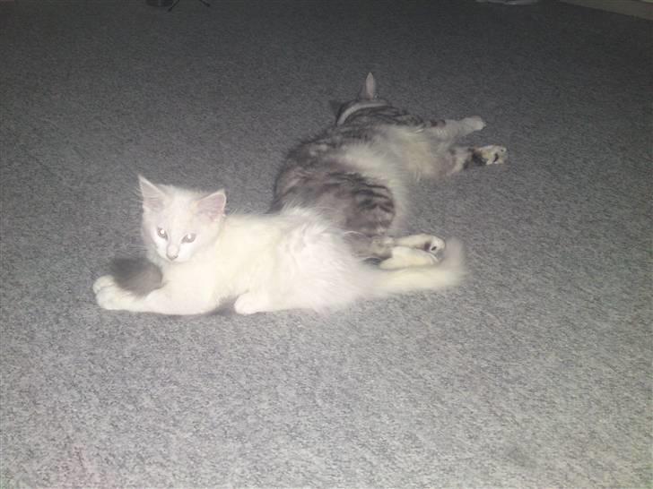 Maine Coon Sambuca billede 9