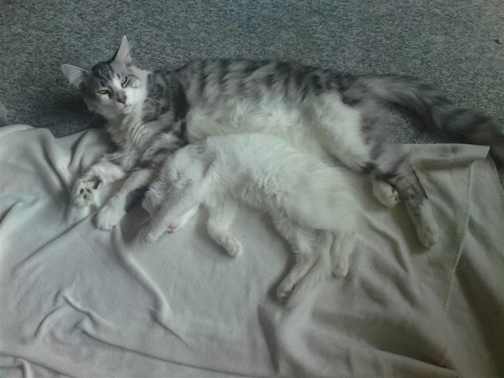 Maine Coon Sambuca - Vi elsker at putte <3 billede 10