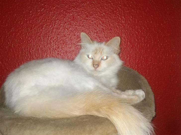 Hellig Birma Kaizer billede 1