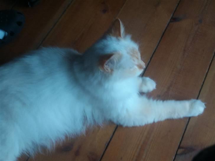 Hellig Birma Kaizer billede 2