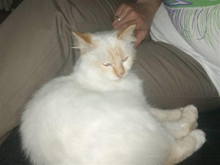 Hellig Birma Kaizer billede 3