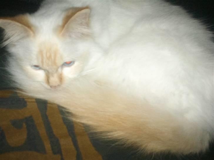 Hellig Birma Kaizer billede 4