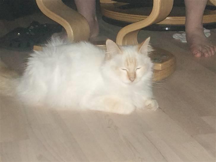 Hellig Birma Kaizer billede 5