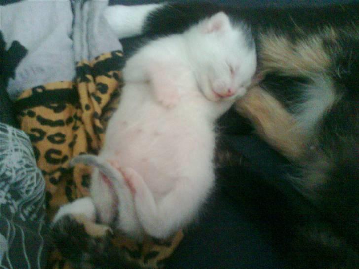 Huskat Bette Mus (solgt) - Min lille putte misser <3 billede 10