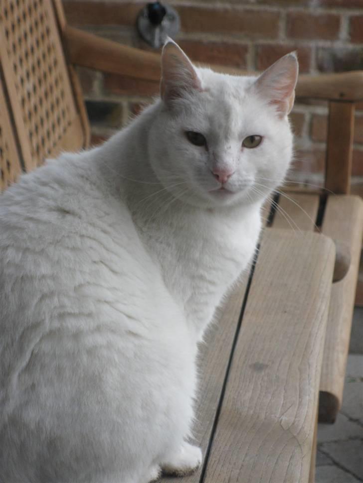 Huskat Malthe billede 19