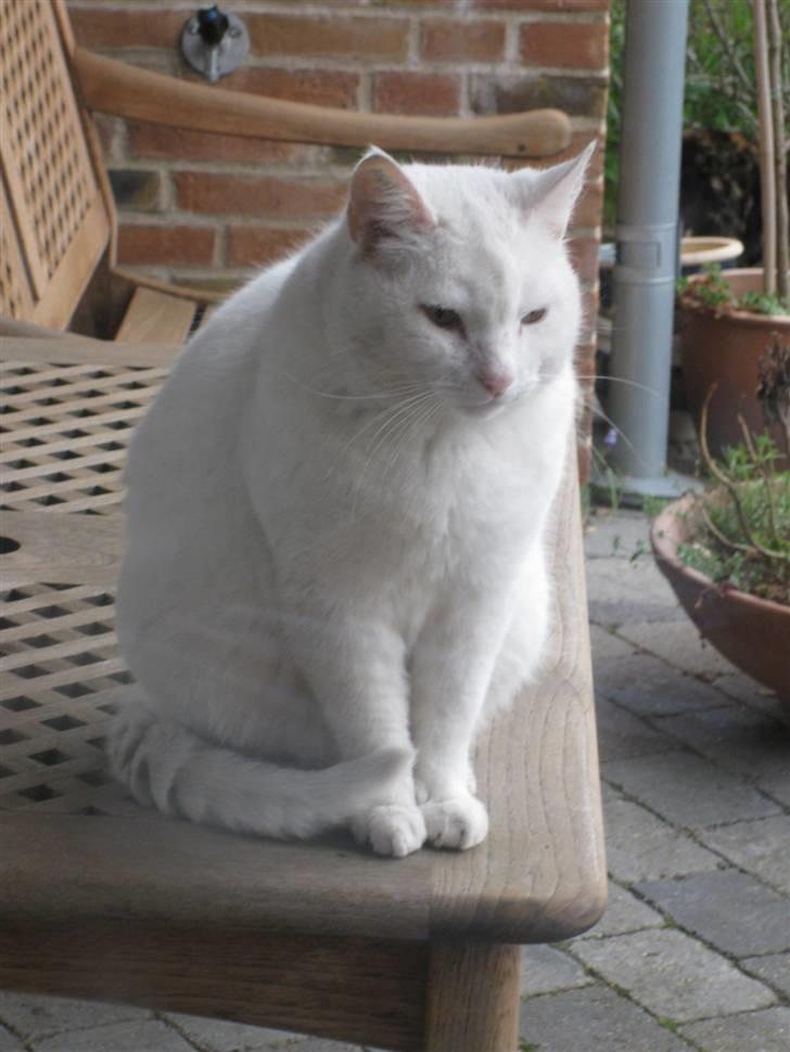 Huskat Malthe billede 20