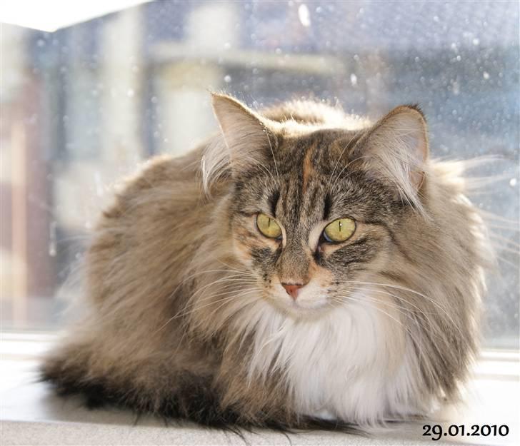 Norsk Skovkat Irma-Pigen  - 29.01.2010 billede 17