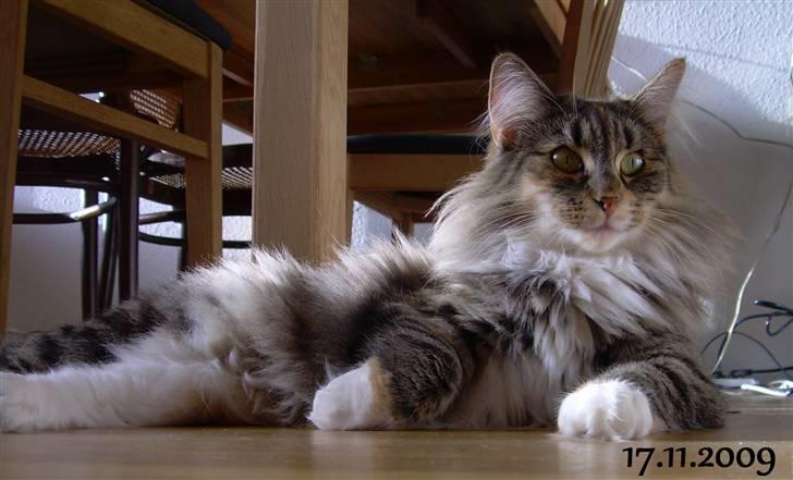 Norsk Skovkat Irma-Pigen  - 17.11.2009 billede 18