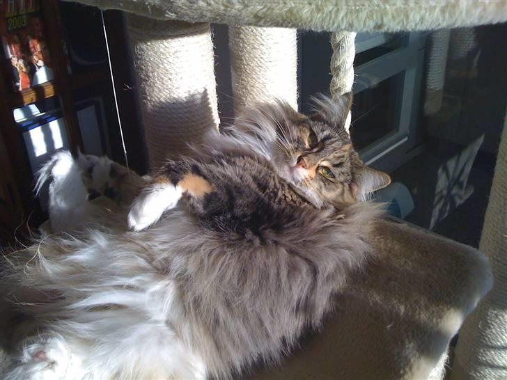 Norsk Skovkat Irma-Pigen  - 12.12.2009 billede 19