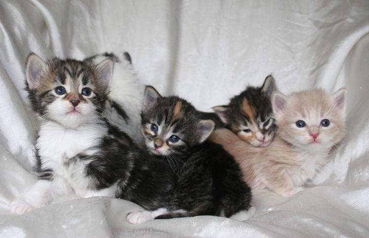 Norsk Skovkat Irma-Pigen  - 21.06.2007 billede 20