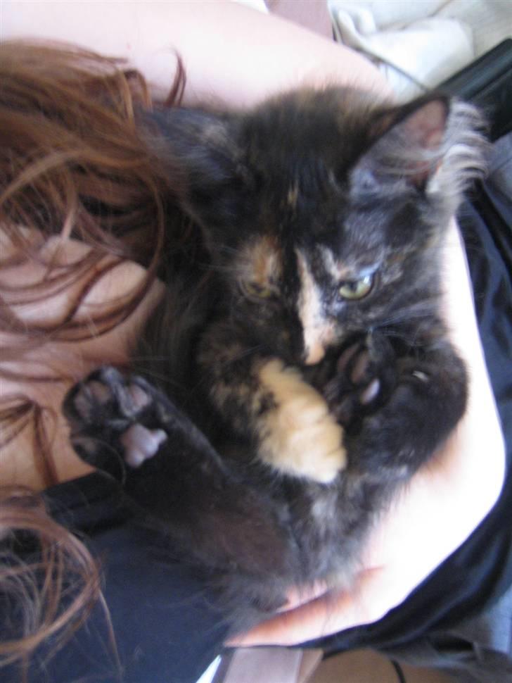 Blanding af racer Bellatrix billede 1