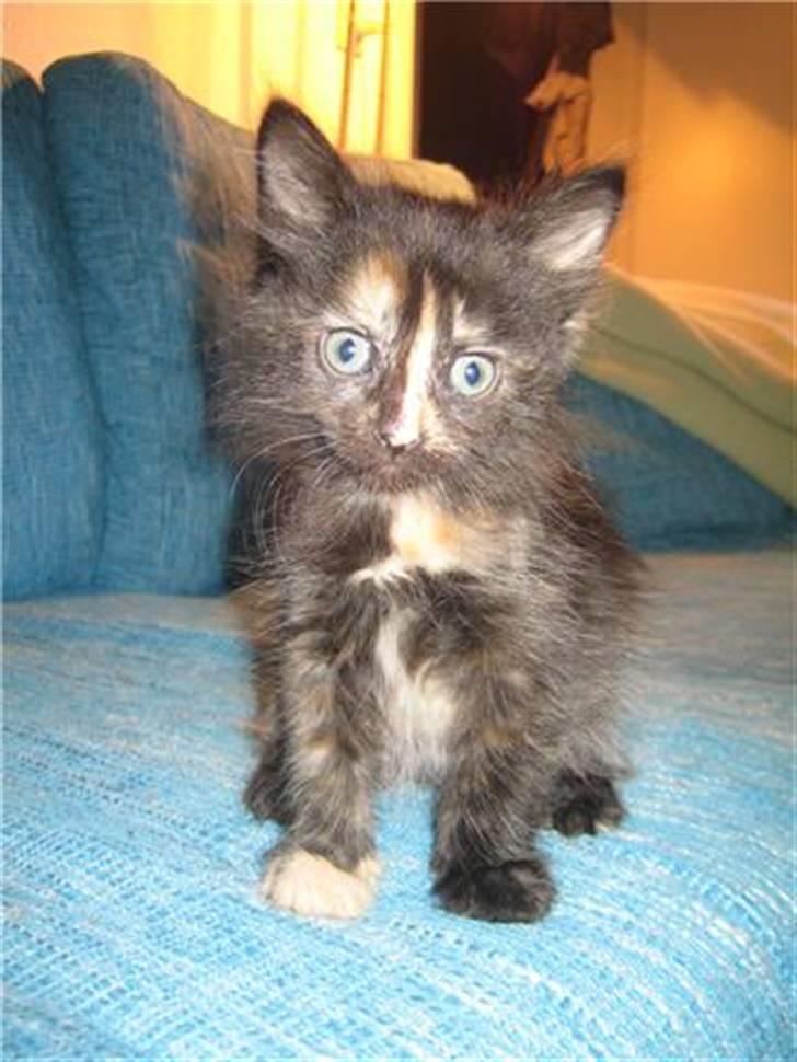 Blanding af racer Bellatrix billede 2