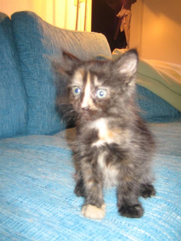 Blanding af racer Bellatrix billede 3