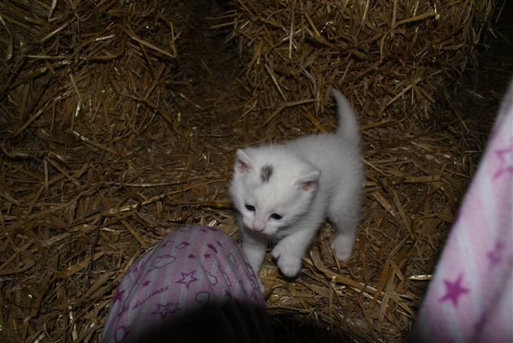 Blanding af racer Trap (DØD) billede 1