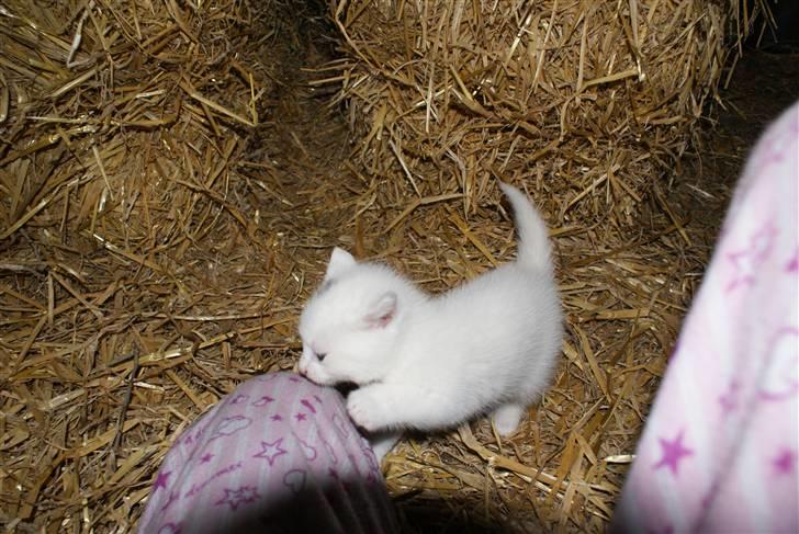 Blanding af racer Trap (DØD) billede 2