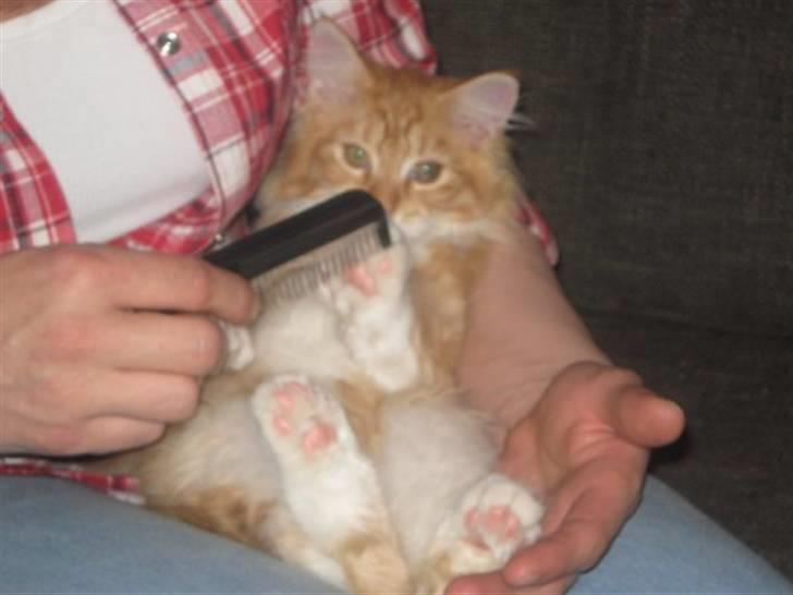 Maine Coon Mogens billede 4