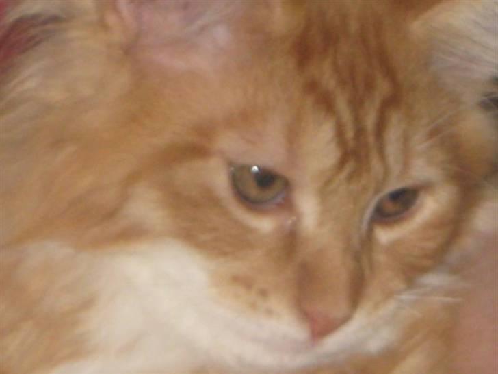 Maine Coon Mogens billede 5