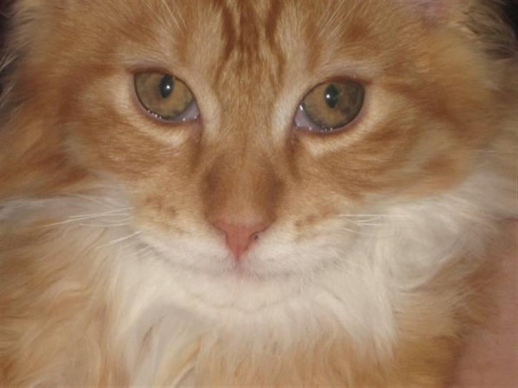 Maine Coon Mogens billede 6