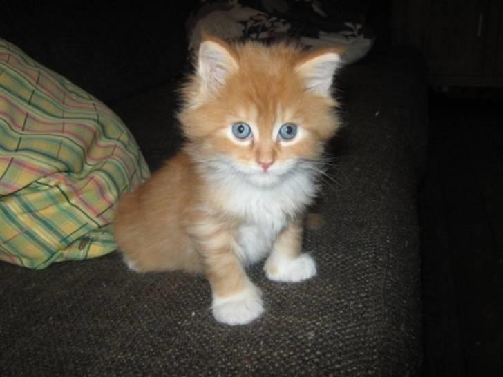 Maine Coon Mogens billede 7